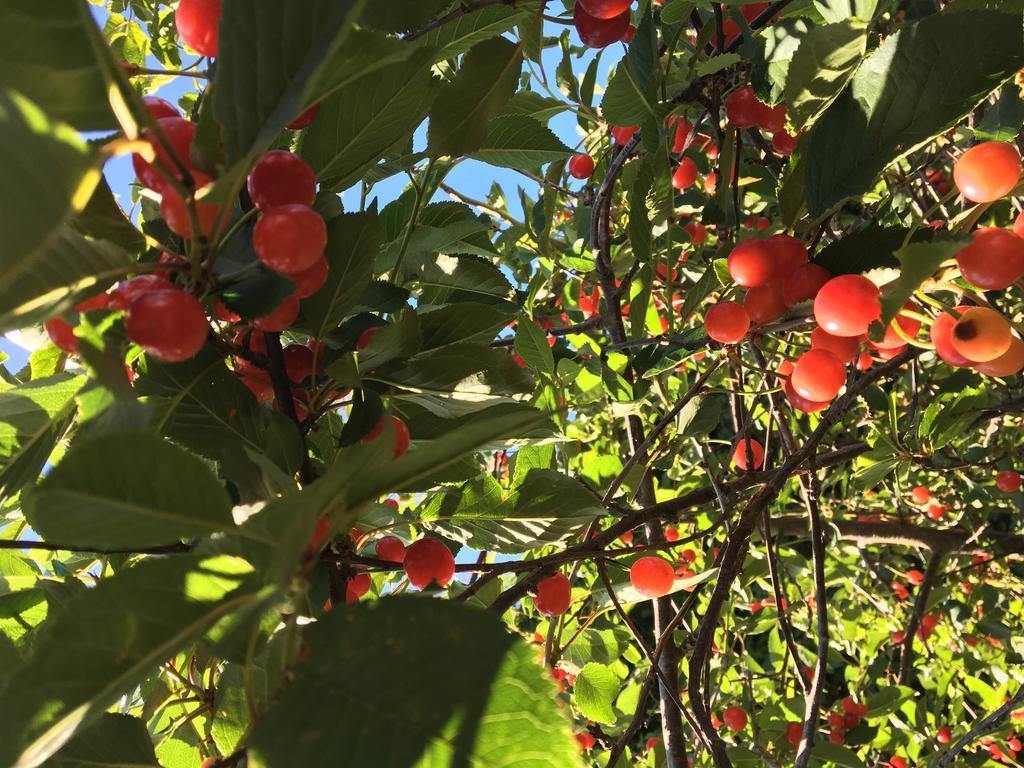 Agriturismo Sant'Agata ピアーナ・デッリ・アルバネージ エクステリア 写真